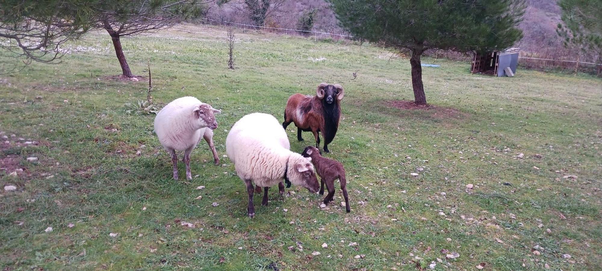 Gites Des Deux Vallees La Borieta Du Causse - Rocamadour Esterno foto